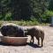 Ferme auberge briassou photo 20