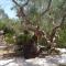 Limonaia in Salento