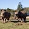 Botlierskop Bush Villas