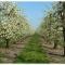 Fruitbedrijf Stek