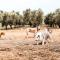 Masseria Prosperi