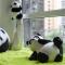 Foto: Chengdu Panda Apartment 69/89