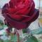 Le Rose di Modica