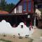 Pension Elisabeth