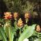 Blooming Botanic Houses