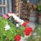 Albergo Diffuso Faller - Faller