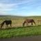 The Buteland Stop Rosie off grid Shepherds Hut - 贝灵汉姆