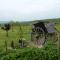 The Buteland Stop Rosie off grid Shepherds Hut - 贝灵汉姆