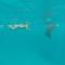 Holiday Haven Ukulhas