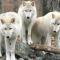 Aux 3 Loups photo 20