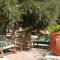 Olive Grove