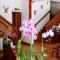 The Orchid House - SHA Extra Plus