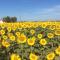 Podere Girasoli - Piombino