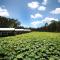 Foto: The Boathouses at Leaves & Fishes