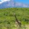 Hillside Retreat – Africa Amini Life
