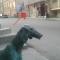 Sofya
