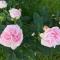 Arctic Garden - لودينغن