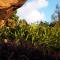 Jardin Marron