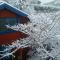 In our backyard - Metula