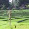 Villa Gede Private Guest House