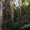 Tall Trees Eco Retreat - Apollo Bay