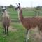 Barmston Farm