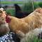 Robin Hoods Well Farm Stay