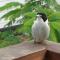 Eumundi Cottages - Cottage 1