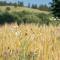Domki u Kromki