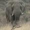 Nambiti Plains Lodge - Wildreservat Nambiti