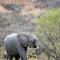 Nambiti Plains Lodge - Wildreservat Nambiti
