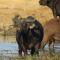 Nambiti Plains Lodge - Wildreservat Nambiti