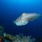 Lembeh Resort