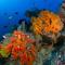 Lembeh Resort