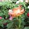Indi Rose Garden