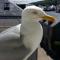 Les Galets Bleus photo 8
