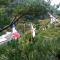 Experiencing Traditional Life Style Inn Kajiya Iya Romantei