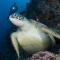 Murex Dive Resort - Manado