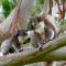 Bimbi Park - Camping Under Koalas - كاب أوتواي