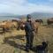 Icelandhorsetours - Helluland