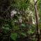 The Thick Forest