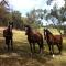 Avoca Park Equestrian Farmstay - Macclesfield