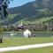 Alphotel Mittersill incl National Park Sommercard