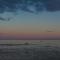 Sea Rose