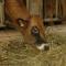 Studio nature a la ferme