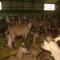 Studio nature a la ferme