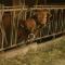 Studio nature a la ferme