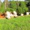 Rolling Hills Country Stay B&B