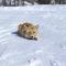 Albergo Boule de Neige