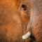 Pondoro Game Lodge - Rezervace Balule